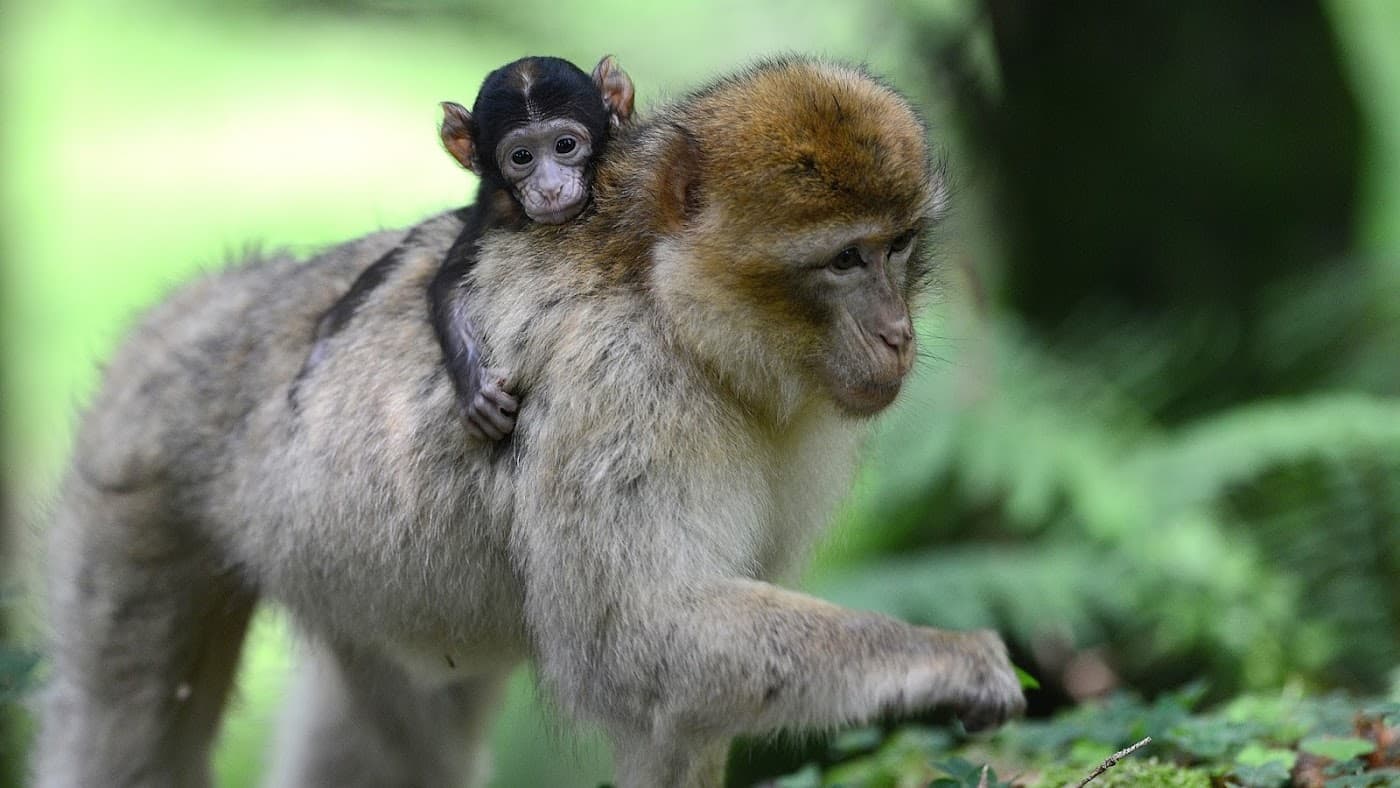 Affenberg Salem — Bild 1