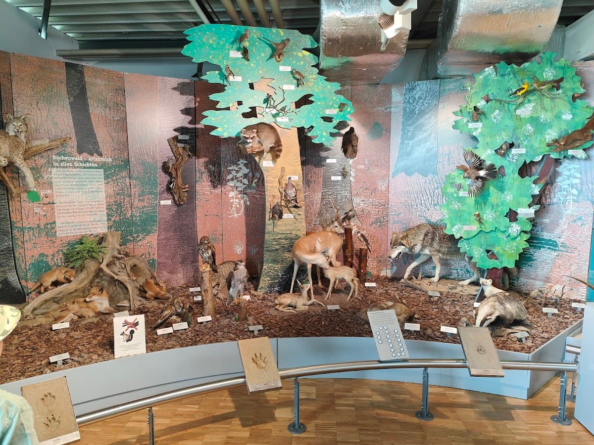 Bodensee-Naturmuseum Konstanz — Bild 1