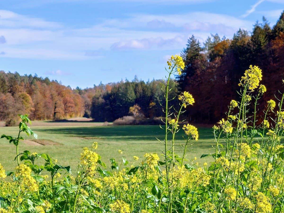 Grillplatz Eichelrain Allensbach — Bild 1