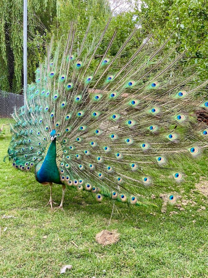 Haustierhof Reutemühle Überlingen — Bild 1