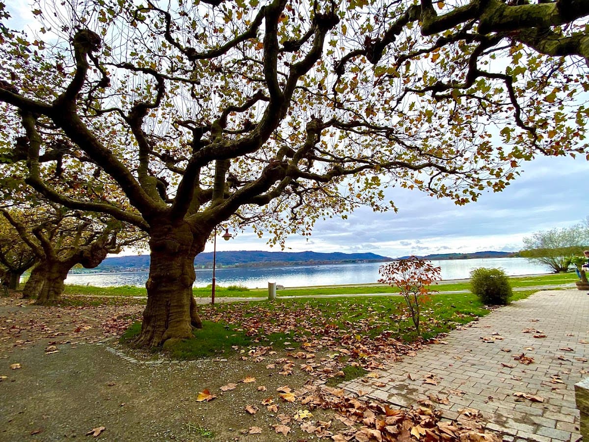 Radolfzeller Bodenseeufer-Promenade — Bild 1