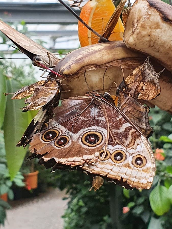 Schmetterlingshaus Insel Mainau — Bild 1