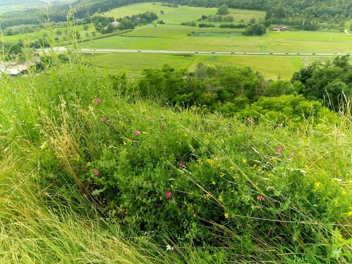 Vulkanpfad Hohentwiel — Bild 1