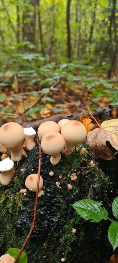 Waldabenteuer Bodensee — Bild 1