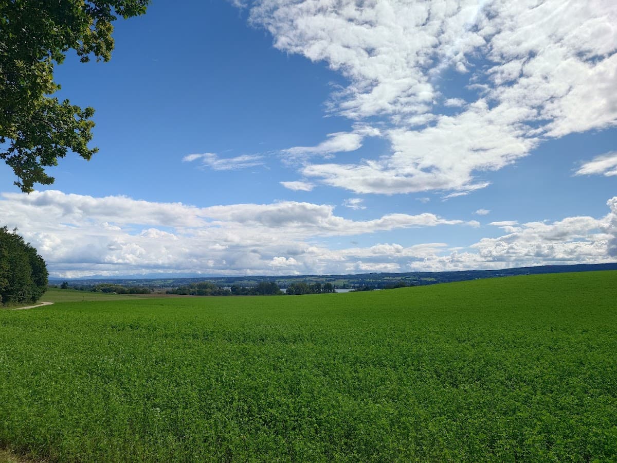 Walderlebnispfad Allensbach – Ameisenpfad — Bild 1