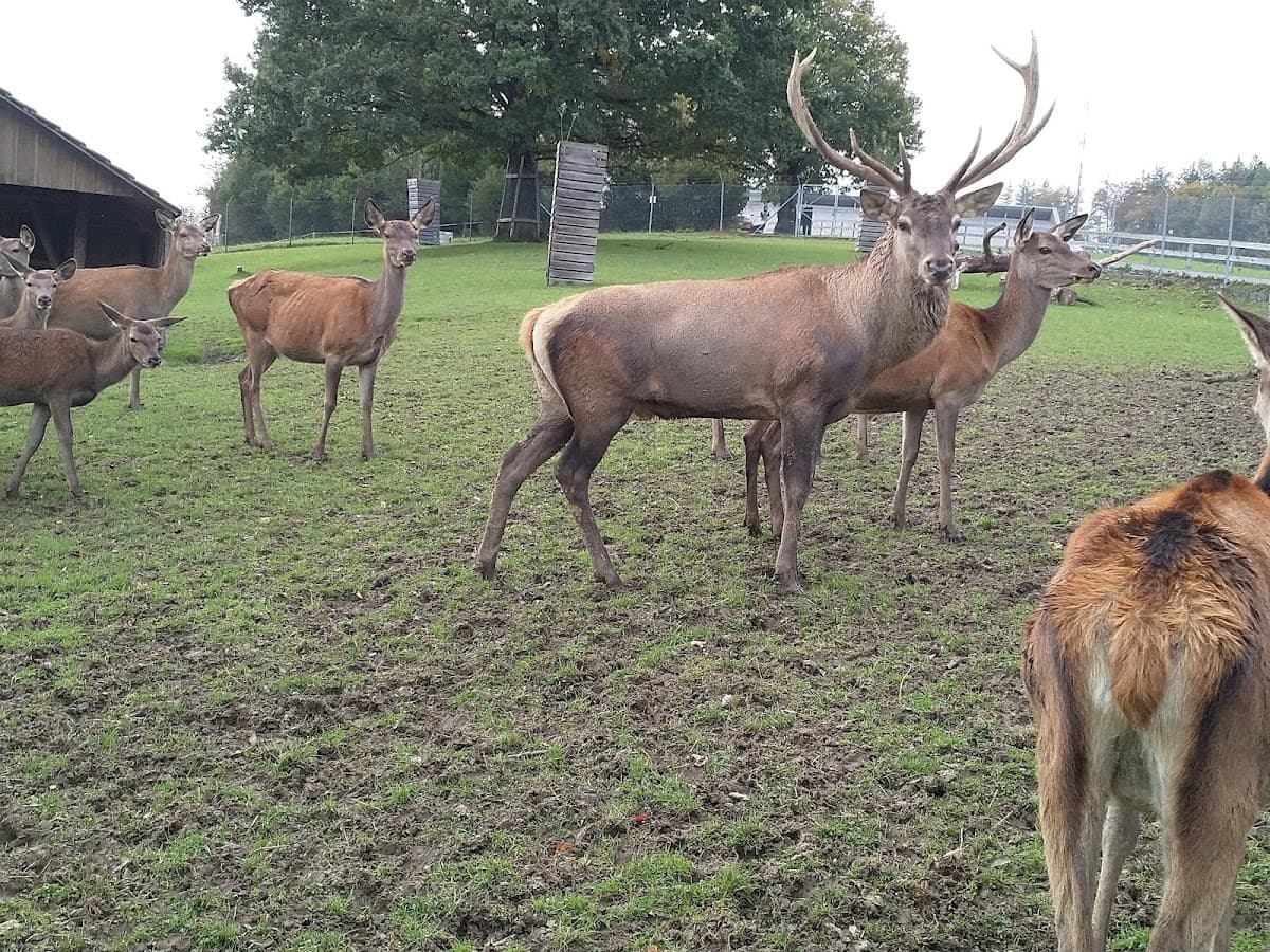 Wildpark Peter und Paul — Bild 1